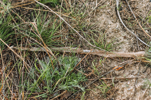 Scales and spine of a dead snake lying on the ground in nature. Photo of an animal.
