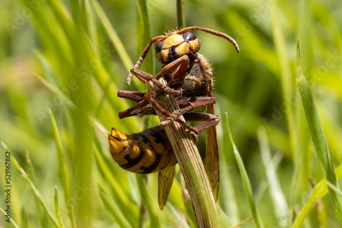 A hornet clings to a dry blade in the grass and looks around