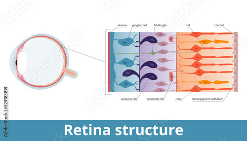 Retina structure. Retina cell organization including rods and cones, horizontal cells, retinal pigment epithelium, Muller and ganglion cell. Retina histology (human eye).