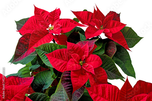 Poinsettia or Flor de Pascua flower isolated transparent png. Red euphorbia pulcherrima plant.