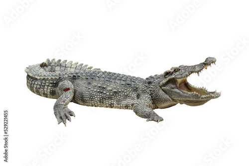 one freshwater crocodile opening mouth, reptile animal