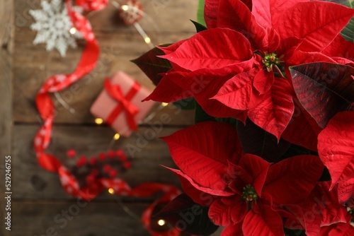 Poinsettia (traditional Christmas flower) and holiday items on wooden table, top view. Space for text