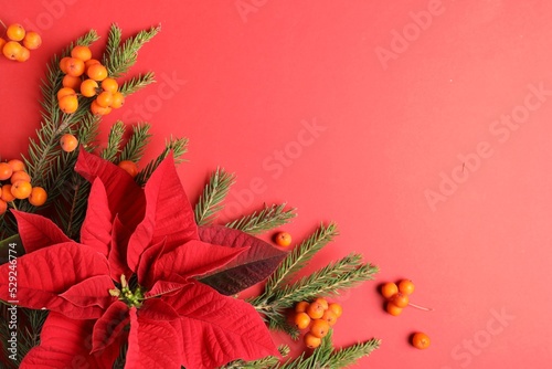 Flat lay composition with poinsettia (traditional Christmas flower), rowan berries and fir branches on red background. Space for text