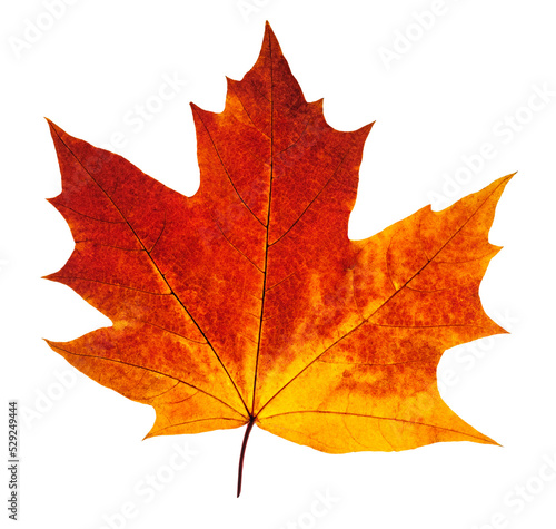 Colorful autumn maple leaf cut out