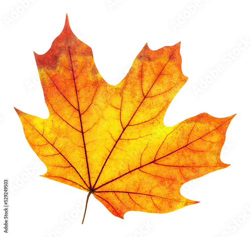 Isolated orange maple tree leaf