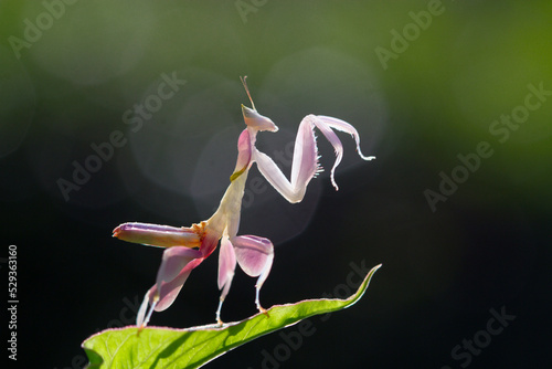 pink orchid mantis on a leaf