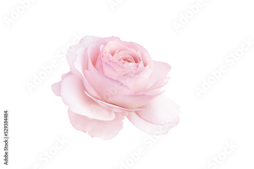 Single rose flower in pastel pink, isolated, png format