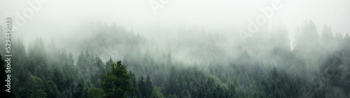 Amazing mystical rising fog forest trees landscape in black forest ( Schwarzwald ) Germany panorama banner - Dark mood..