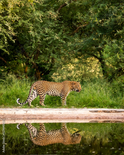 Indian wild male leopard or panther walking with reflection at waterhole during monsoon green season outdoor wildlife safari at jhalana leopard reserve jaipur rajasthan india - panthera pardus fusca