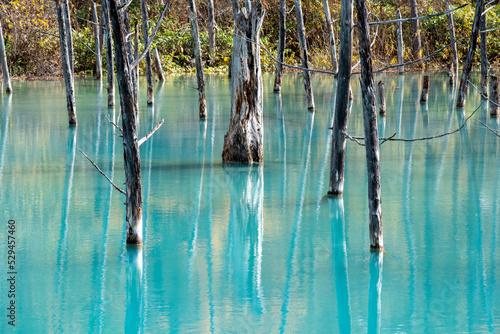 黄葉を映す秋の青い池の水面 美瑛町 