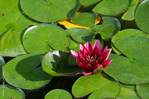 pink cultivar of Nymphaea alba, white waterlily, European white water lily or white nenuphar