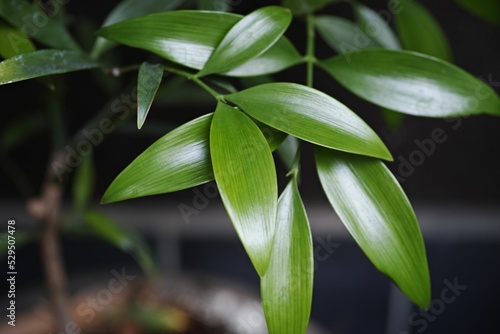 Closeup of shiny nageia nagi plant leaves on black background