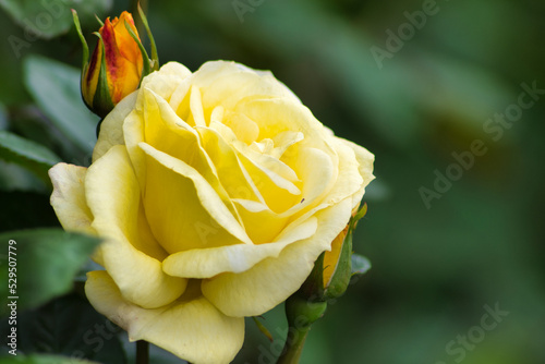 żółta róża jest symbolem przyjaźni, radości i ciepła. Na Dalekim Wschodzie żółta róża symbolizuje mądrość i siłę