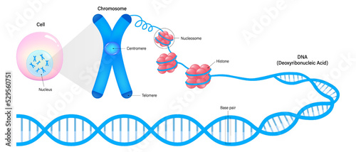 Diagram of Cell, Chromosome, Histone and DNA. Genome sequence. Deoxyribonucleic acid structure. Vectors for the study of genetics.