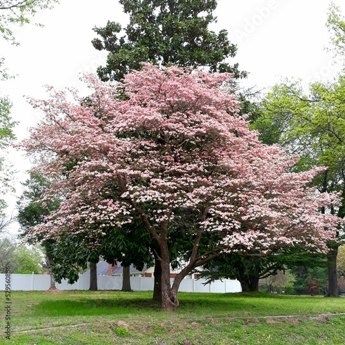 beautiful pink dogwood tree in the spring