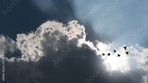 birds flying silhouette on sky sunset background