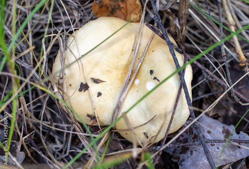 Russula mushroom in the ground in the forest.