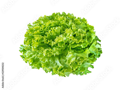 Batavia lettuce salad rosette isolated transparent png. Green leafy veggie. 