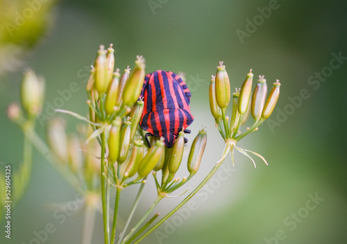Striped bug close-up on a plant in a natural environment. Graphosoma italicum. Minstrel bug. 