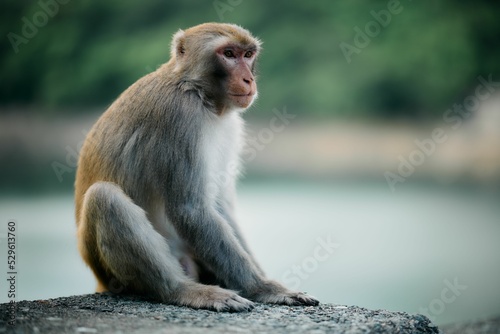 Focus shot of a cute rhesus monkey sitting on a stone wall.