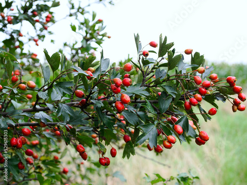 Dojrzewające owoce Głógu (Crataegus L.) – j rośliny należący do rodziny różowatychOwoce głogu mają zastosowanie jako roślina lecznica i stanowią zimowy pokarm dla zwierząt 
