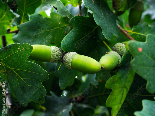 Dojrzałe owoce (żołędzie) Dębu szypułkowego (Quercus robur L.)Pod koniec lata na dębach pojawiają się żołędzie będące przysmakiem dla wielu zwierząt 