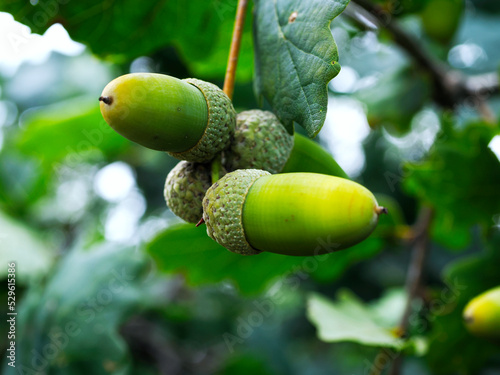 Dojrzałe owoce (żołędzie) Dębu szypułkowego (Quercus robur L.)Pod koniec lata na dębach pojawiają się żołędzie będące przysmakiem dla wielu zwierząt 