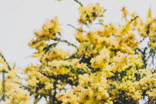 native Australian yellow wattle tree in full bloom outdoor with overcast sky