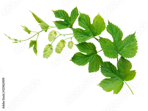 Hop branch with leaves and flowers isolated transparent png