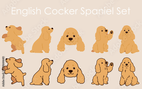 Adorable and simple English Cocker Spaniel illustrations set