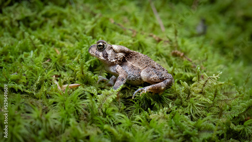 small toad frog on green moss