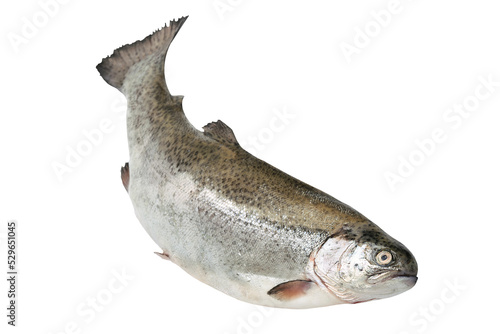 Close-up of a fresh rainbow trout isolated on a transparent background