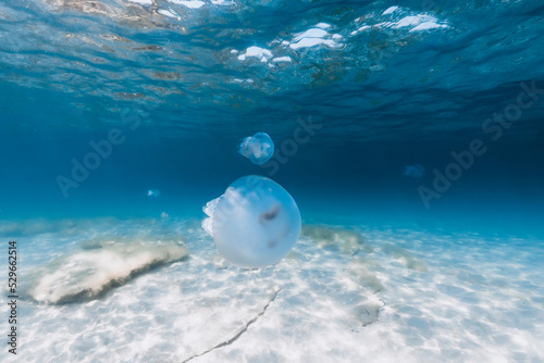 Big jellyfish underwater in blue ocean with sandy bottom