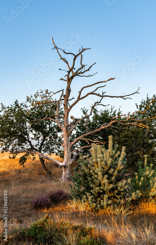 A dead tree against the backdrop of green trees