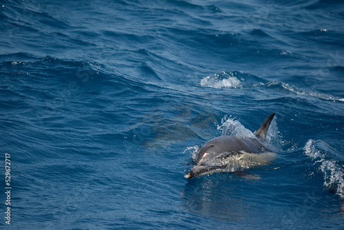Common Dolphins Surfacing to Breathe in the Eastern Aegean Sea off of Samos, Greece.
