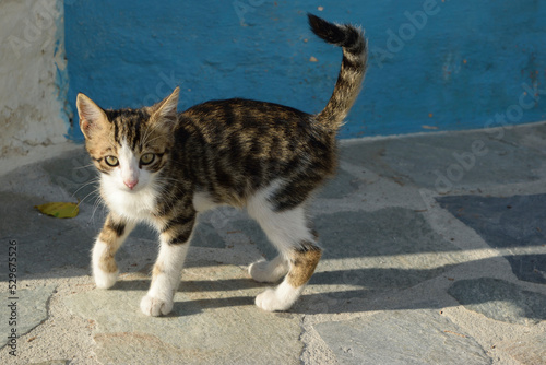 Portrait of an Kitten on Samos Island, Greece.
