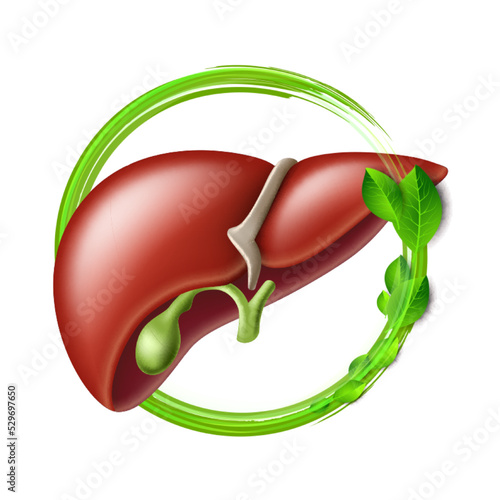 Healthy human liver in green protective circle with leaves. Health care and healthy food concept.