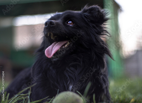 Czarny pies, kundelek piesek z piłką tenisową na trawie