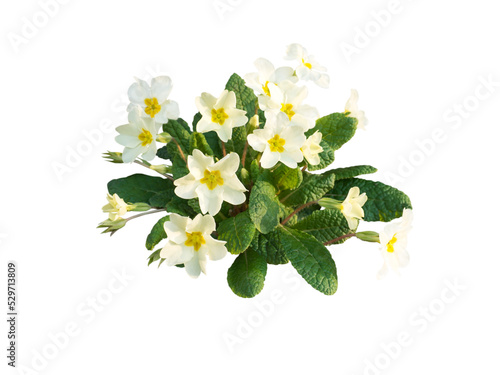 Primula vulgaris or primrose pale yellow flowers isolated transparent png