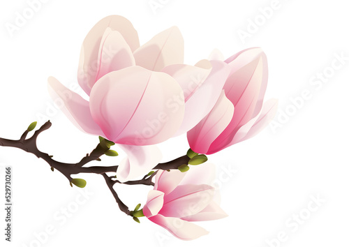Rozkwitająca magnolia. Ręcznie rysowane kwiaty w kolorze bladego różu z gałązką i pąkami.