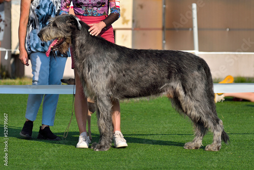 Irish wolfhound at a dog show