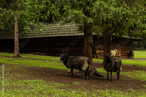 Czarne owieczki na farmie