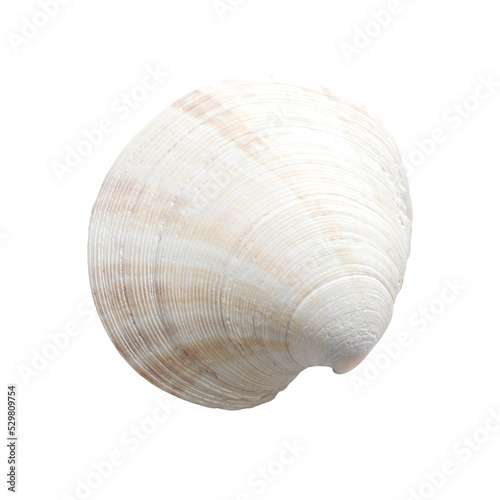 White seashell