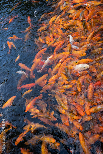 hungry gold fish in holy temple in UbudBali indonesia