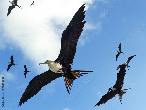 Magnificent Frigatebirds Soaring Above