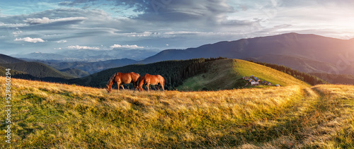 Awesome alpine highlands in sunny day. Two alone horses on mountain meadow. Summer panorama landscape in the mountains. Ukraine, Carpathians. Scenic Image of wild nature