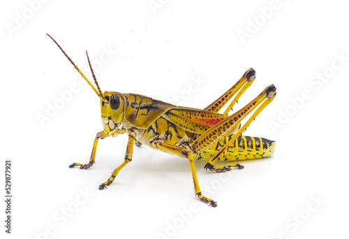 eastern or Florida Lubber grasshopper - Romalea microptera, Yellow, black and red stripe colors. Isolated cutout on white background