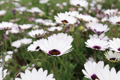 white daisies in a garden. Spring time in Cape Town South Africa. Kirstenbosch Botanical Gardens field full of daisies 