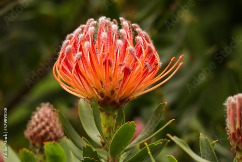 red and yellow flower. Red pincushion protea in the Kirstenbosch Botanical Gardens in Cape Town South Africa. 