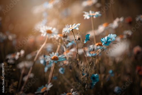 Letnia pachnąca łąka z kwiatami